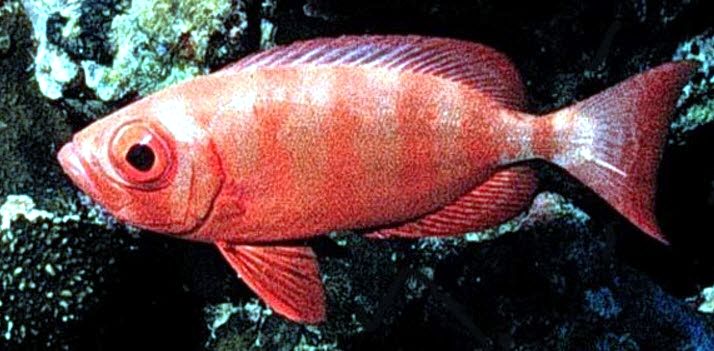 Heteropriacanthus cruentatus_07.jpg